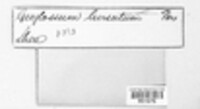 Trichoglossum hirsutum image